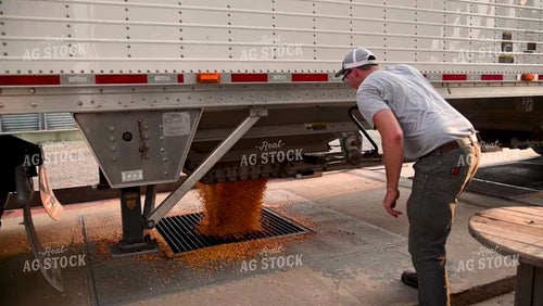 Farmer Unloading Corn from Hopper Bottom Semi to Grain Pit - 410