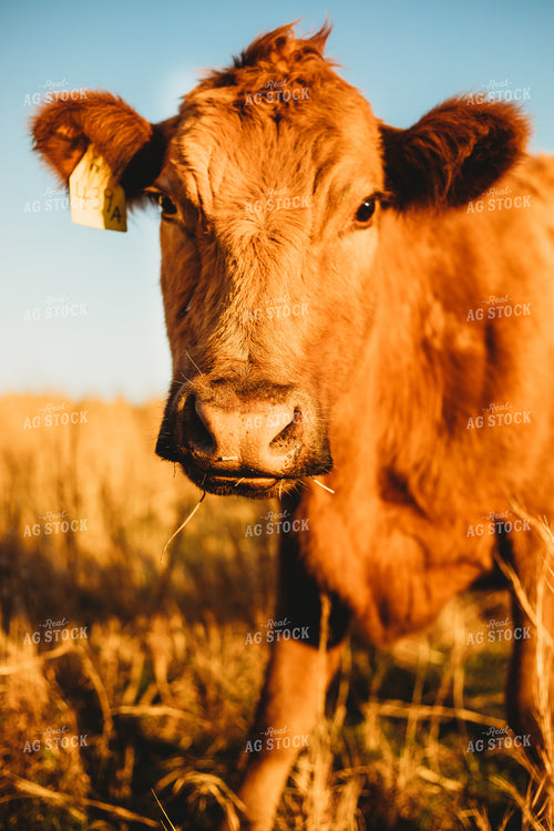 Cattle on Pasture 203037
