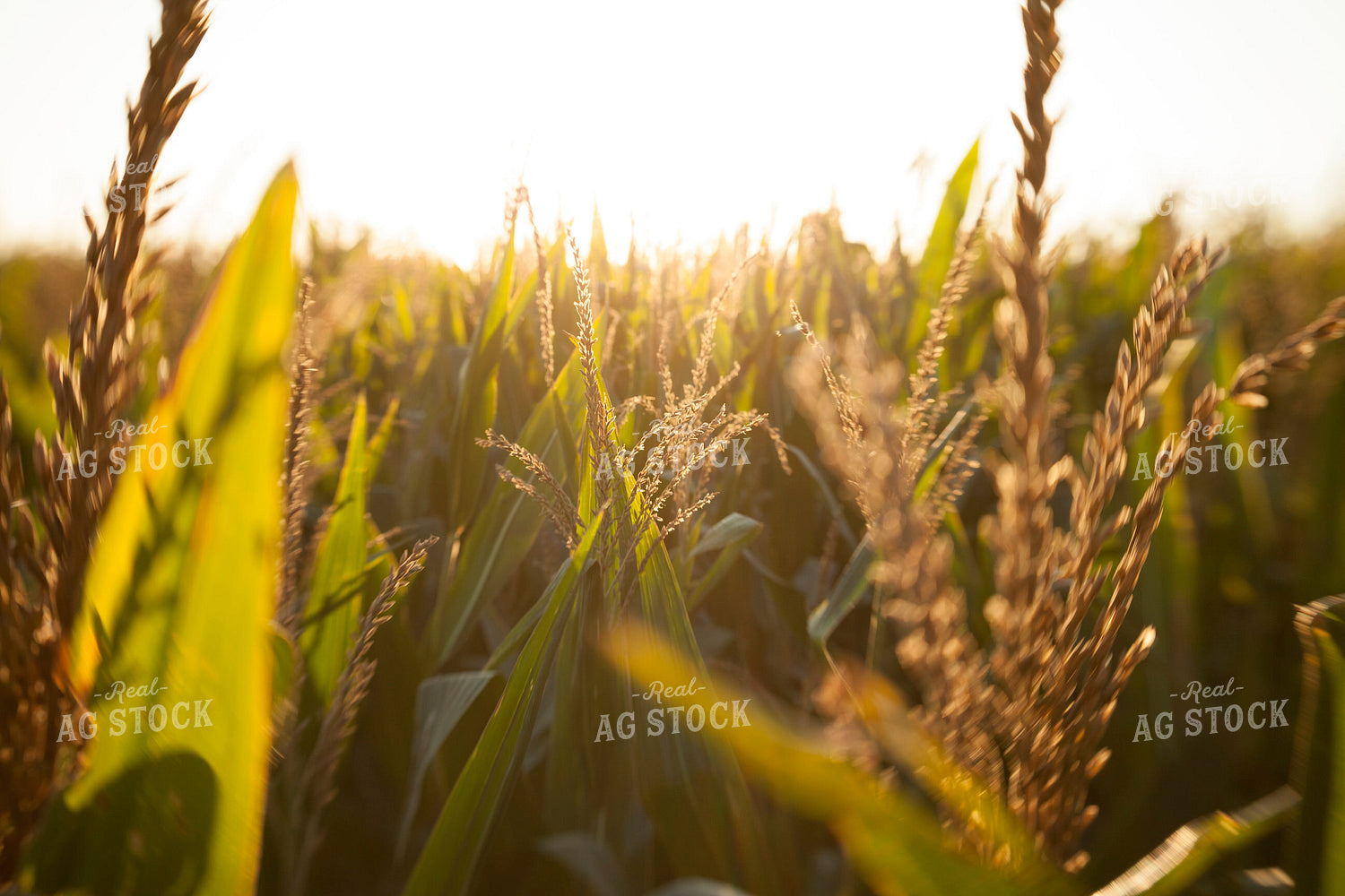 Corn - Mid-Season 1272