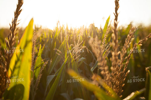 Corn - Mid-Season 1272