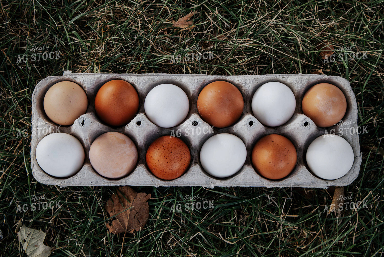 Eggs 289028