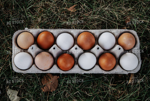 Eggs 289028