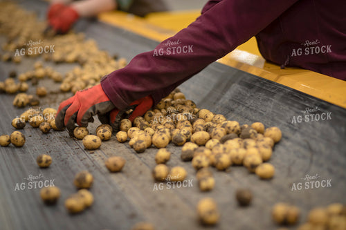 Sorting Potatoes 135131