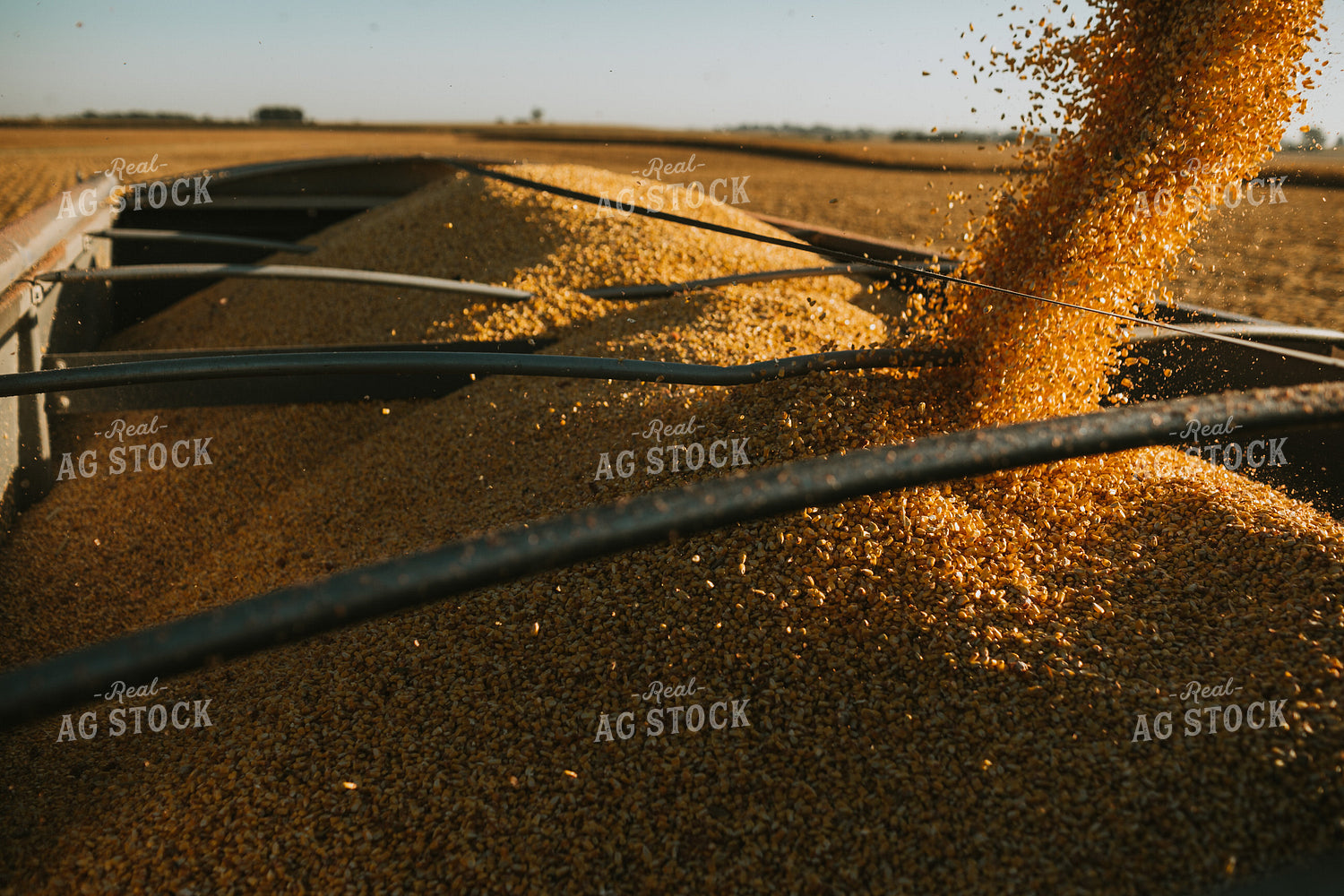 Augering Corn into Truck 4656