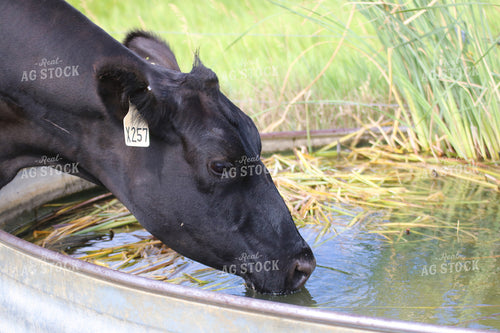 Cow Drinking from Water Trough 82146