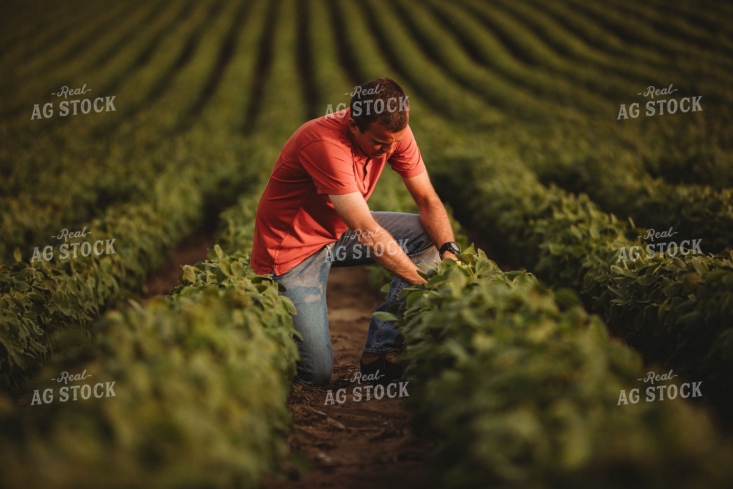 Farmer Checking Soybean Crop 4590