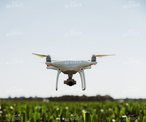Drone Above Corn 104004