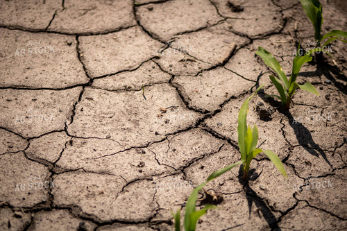 Early Growth Corn in Dry Field 214316
