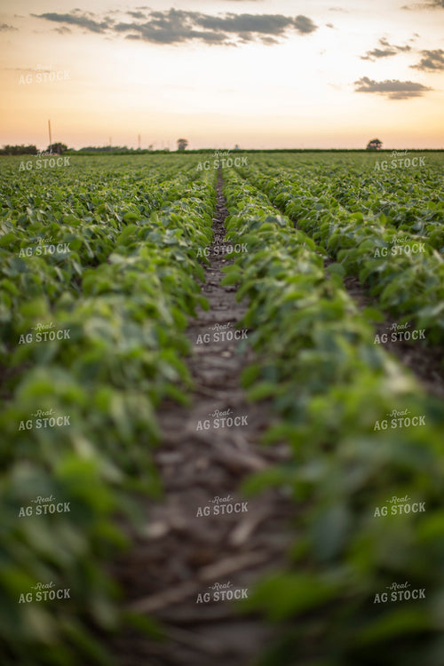 Mid-Season Soybeans 93109