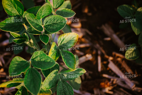 Early Growth Soybeans 125154