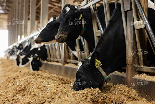 Holstein Cattle Eating in Barn 152397