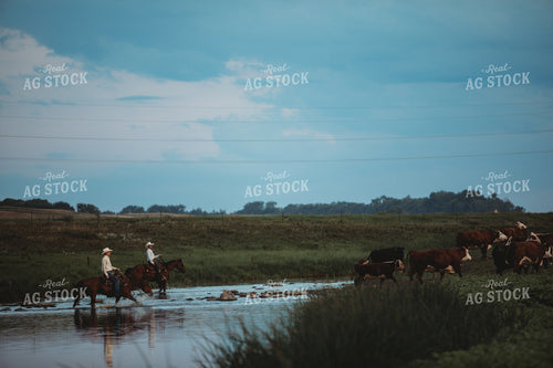Ranchers and Cattle Crossing Creek 6448