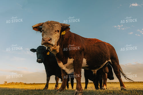 Bull Hereford in Pasture 61105