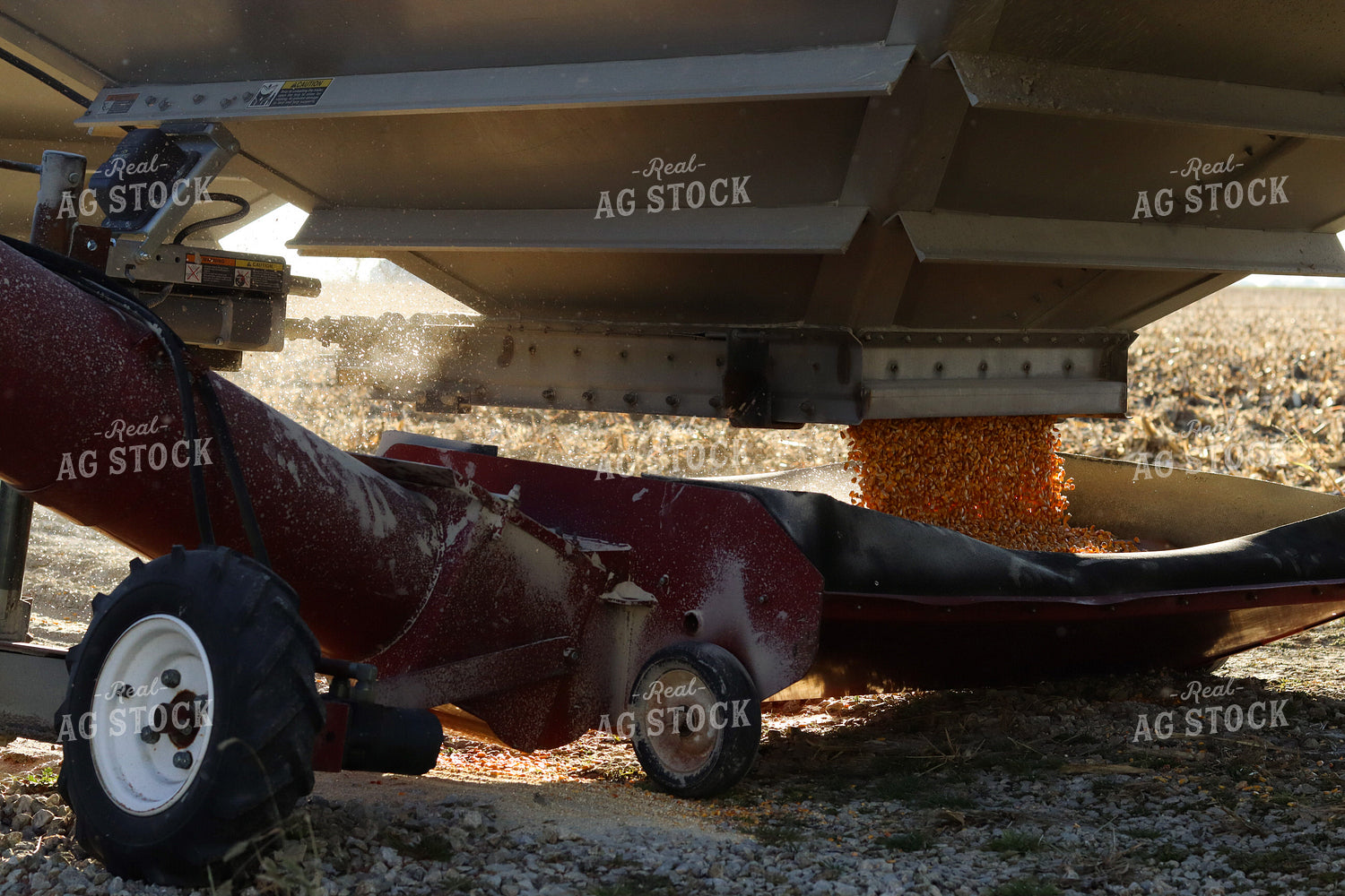 Dumping Corn 109121