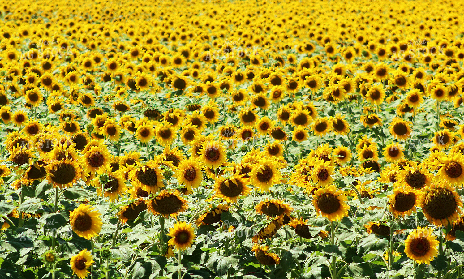 Sunflowers 141040
