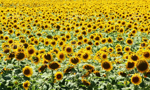 Sunflowers 141040