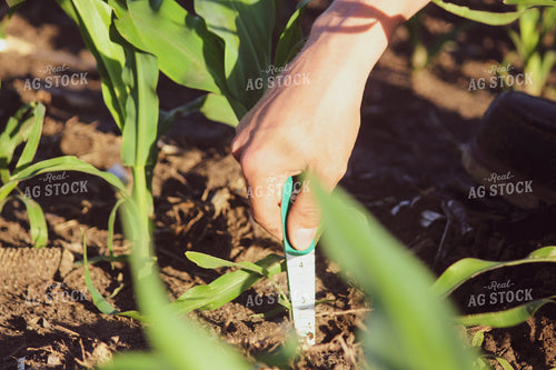 Checking Corn 209004