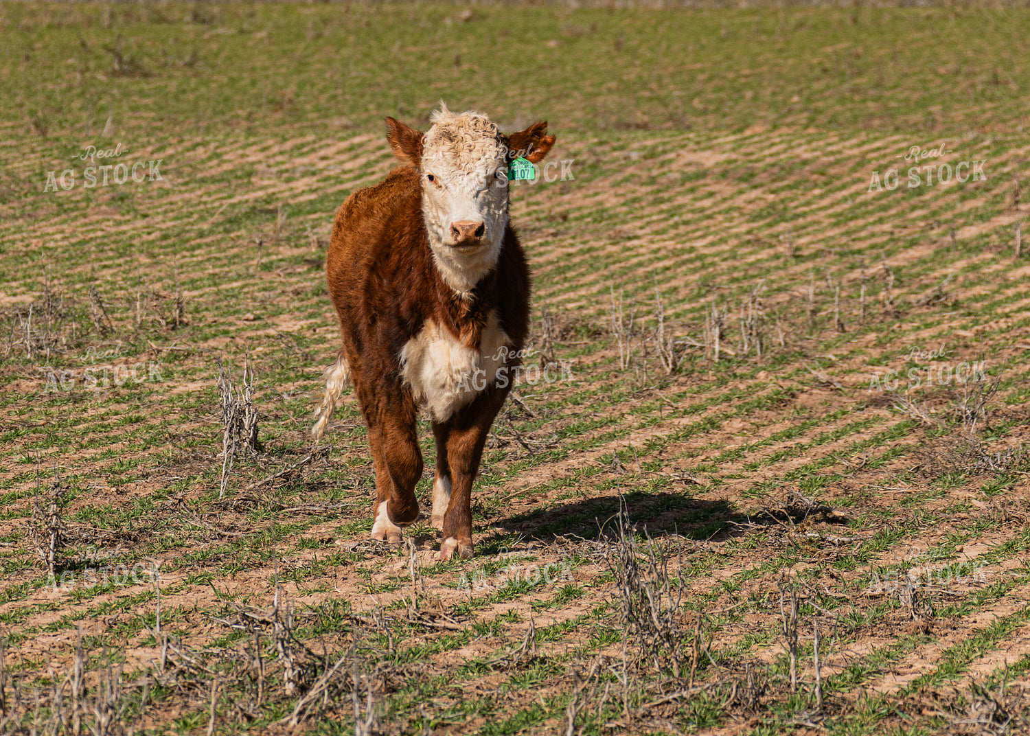 Cattle Grazing on Cover Crop 231113