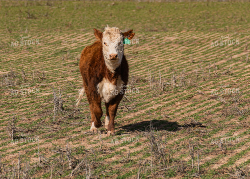 Cattle Grazing on Cover Crop 231113