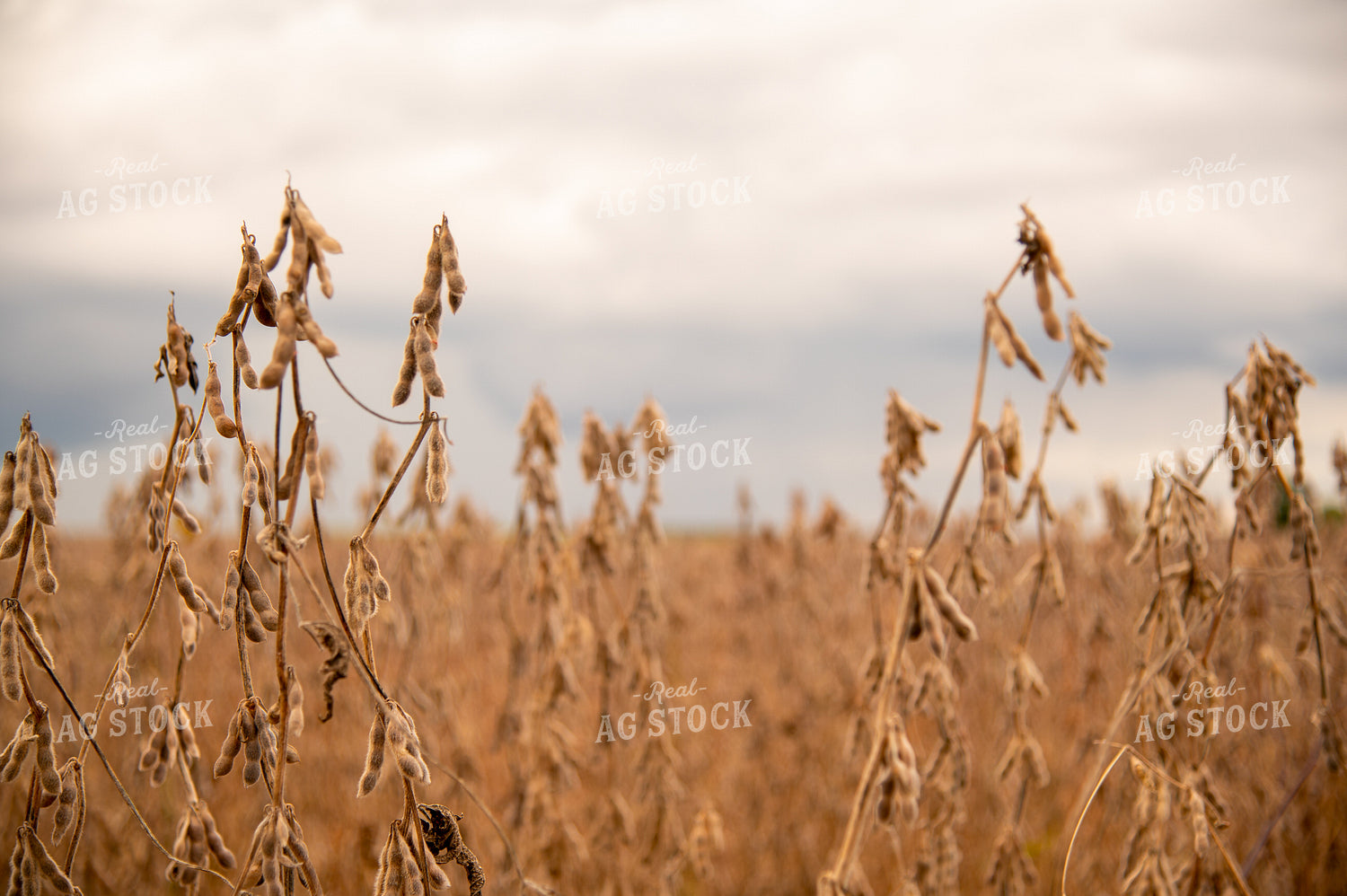 Dried Soybean Field as Storm Approaches 25549