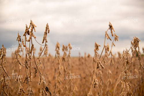 Dried Soybean Field as Storm Approaches 25549