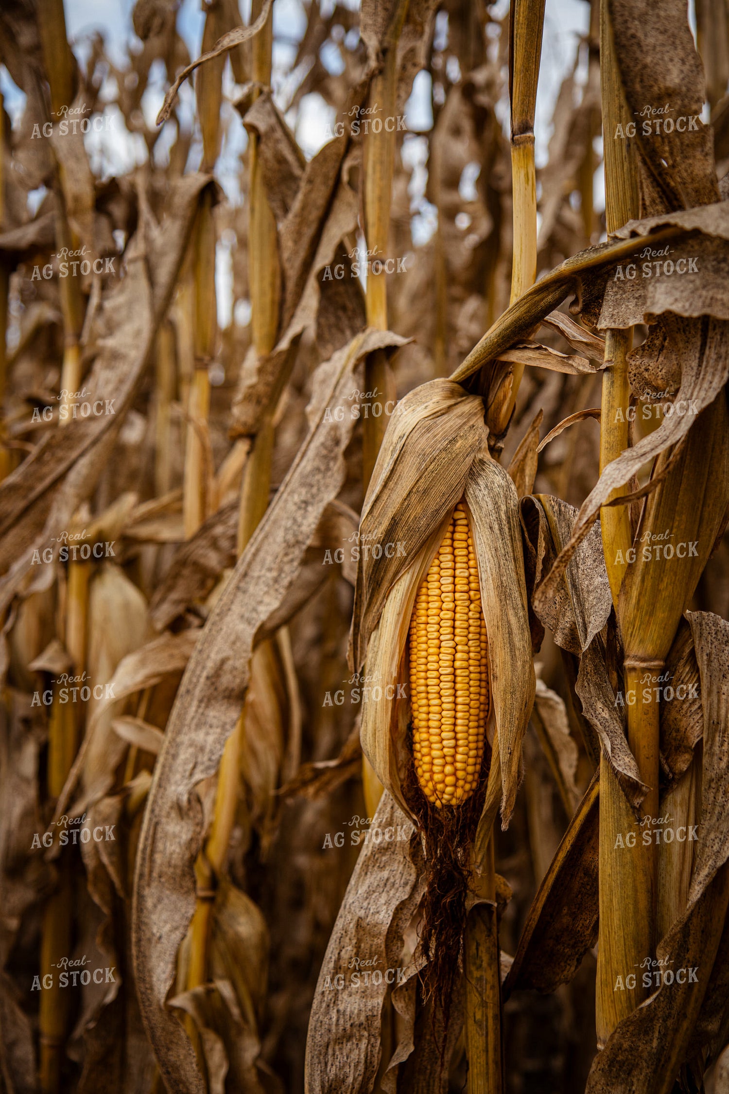 Dried Ear of Corn 268184