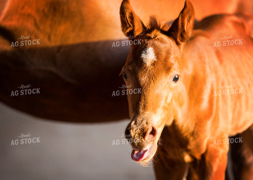 Foal 55374