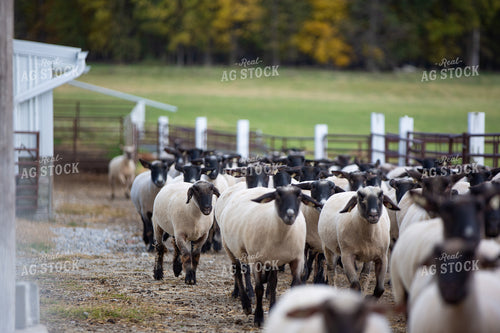 Sheep in Farmyard 90063