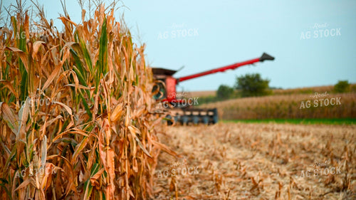 Harvesting Corn on Hilly Ground 25501