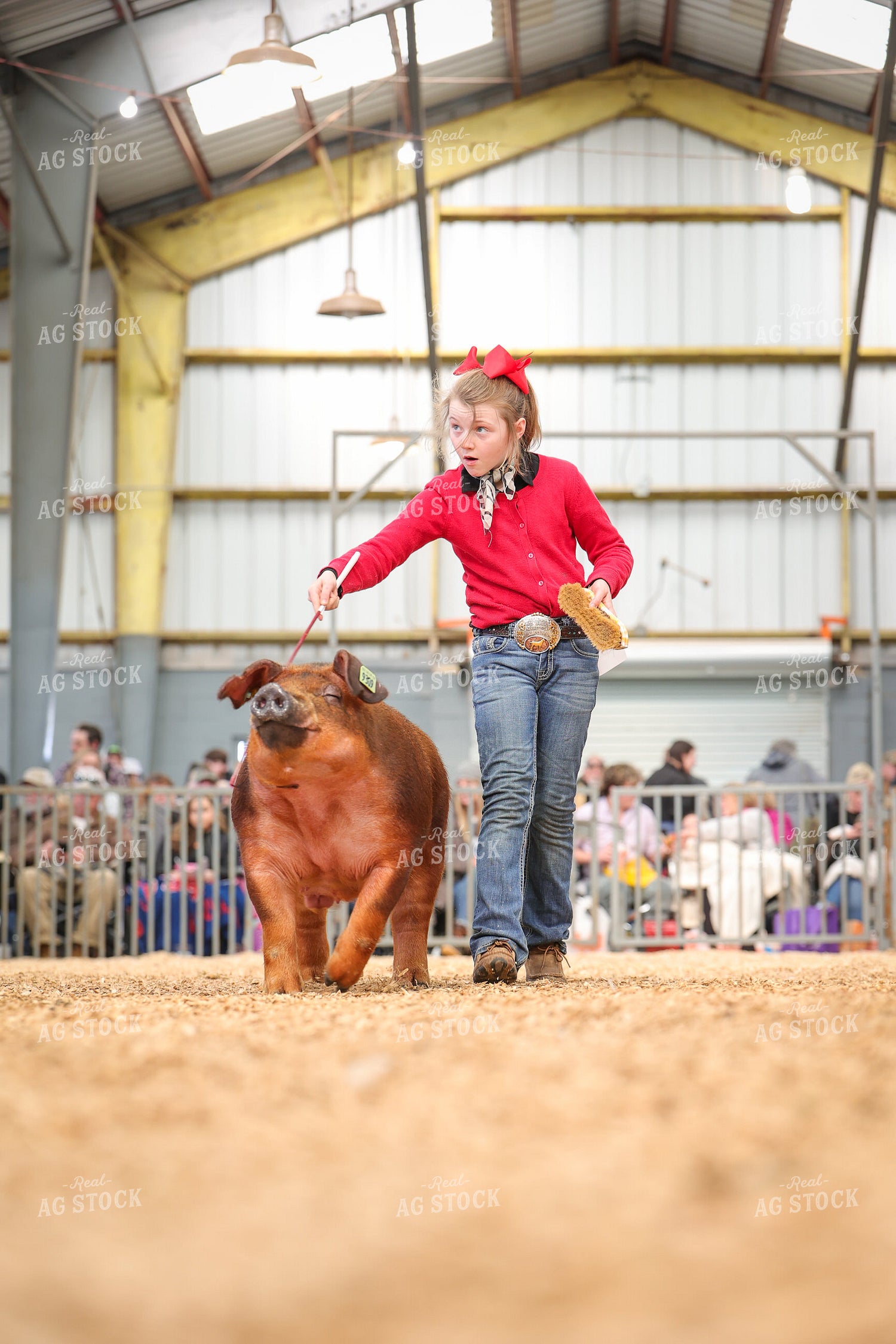 Showing Pigs 52330
