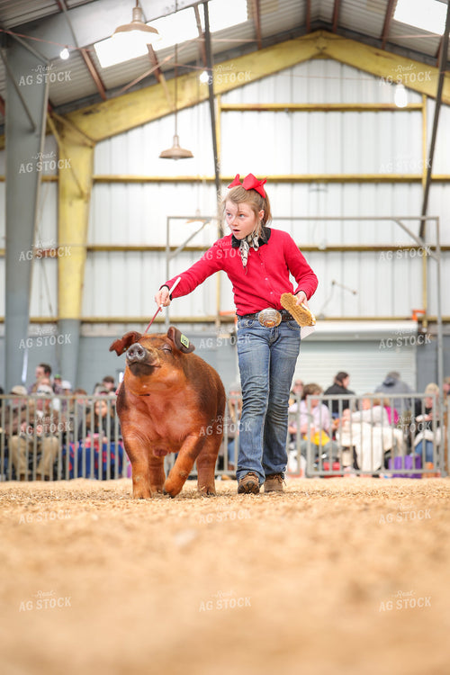 Showing Pigs 52330