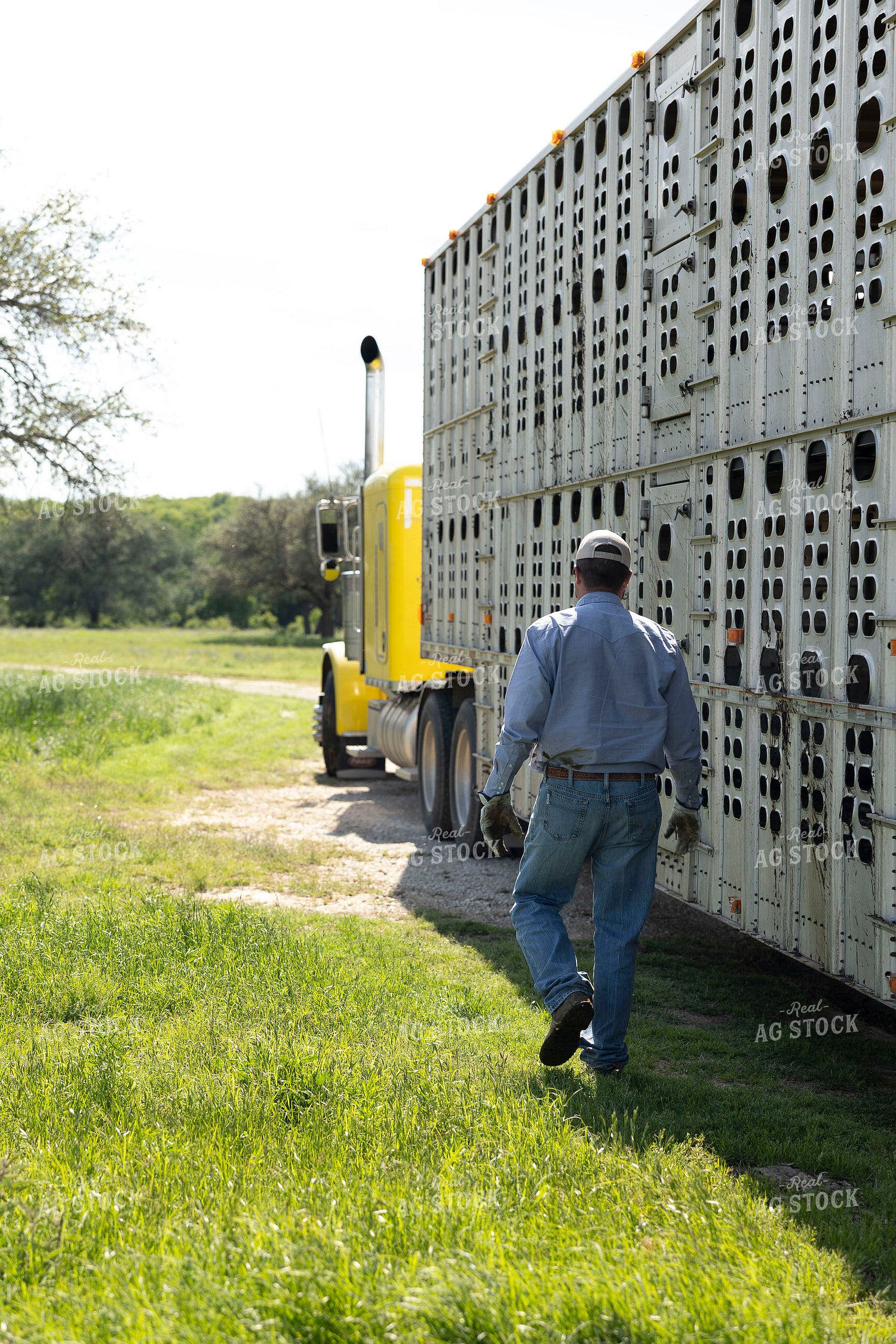 Rancher Loading Cattle 205087