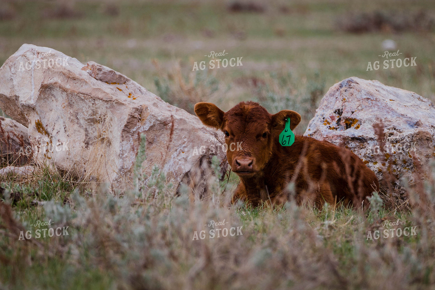 Red Angus Calf Laying in Pasture 97162