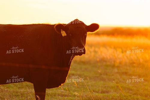 Cattle on Pasture at Sunset 68221
