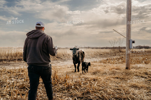 Cattle Producer Tagging Calf 196250