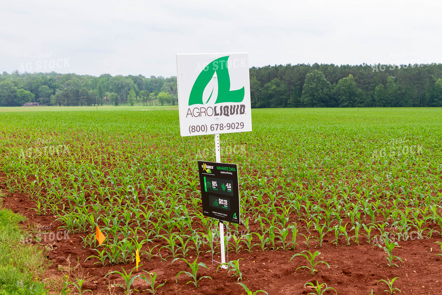 Seed Sign in Early Growth Corn Field 79280