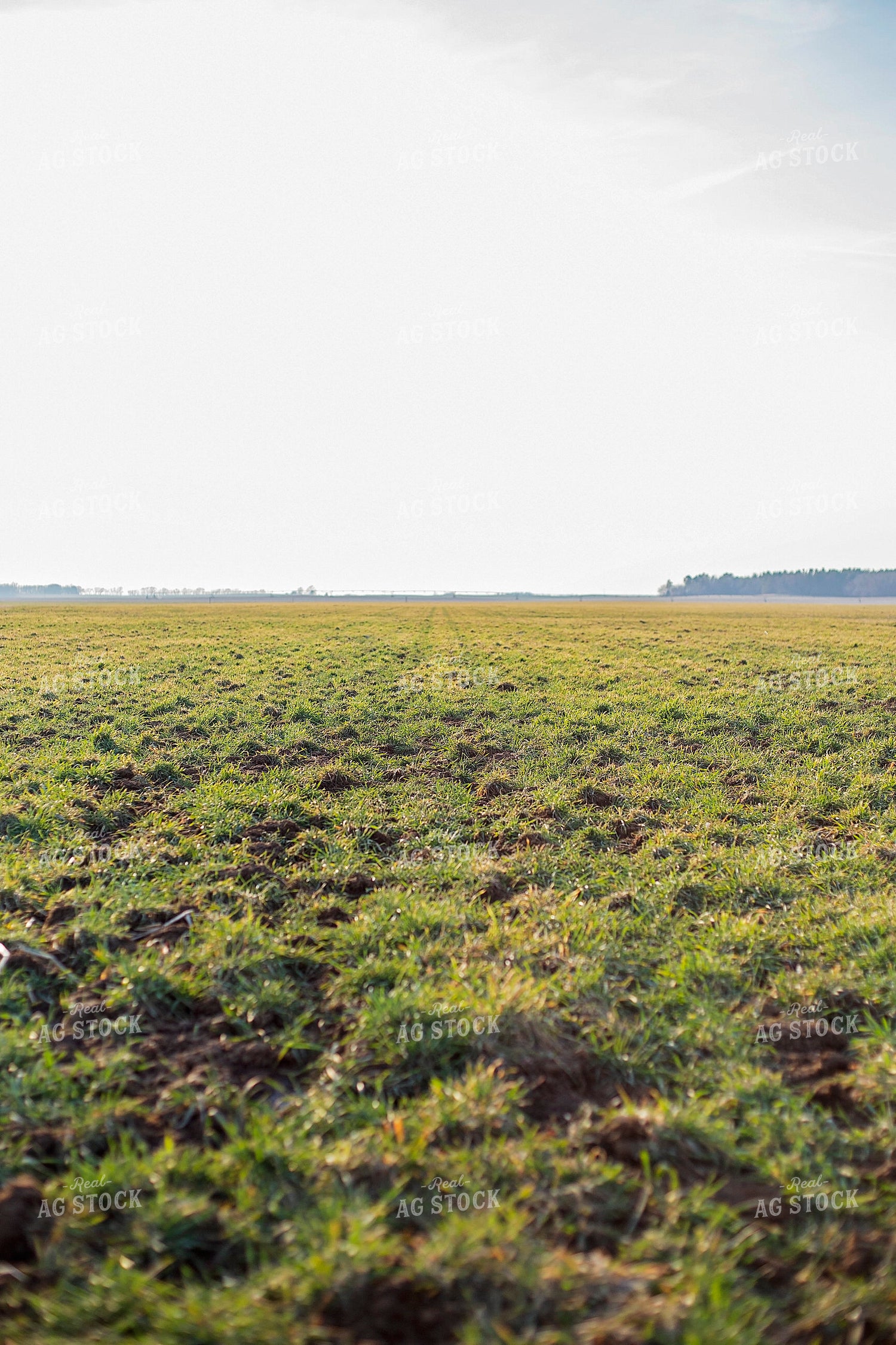 Midseason Rye 93264
