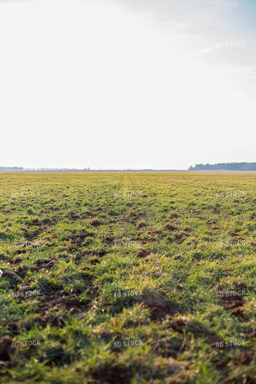 Midseason Rye 93264
