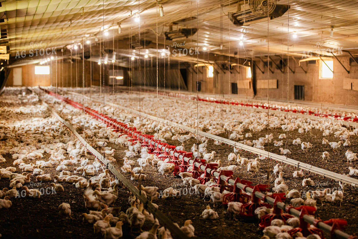 Broiler Chickens in Barn 280030