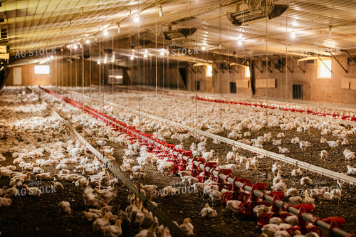 Broiler Chickens in Barn 280030