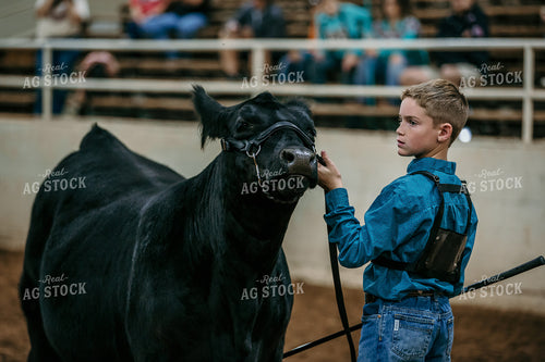 Farm Kid Showing Cow 98038
