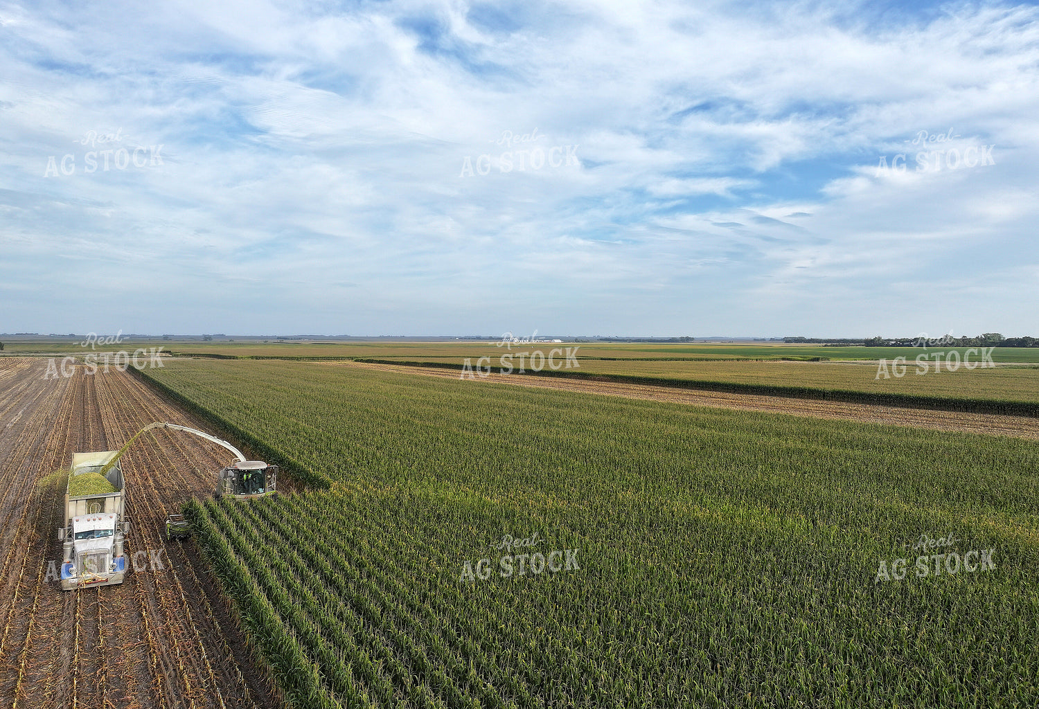 Aerial of Corn Silage Harvest 141389