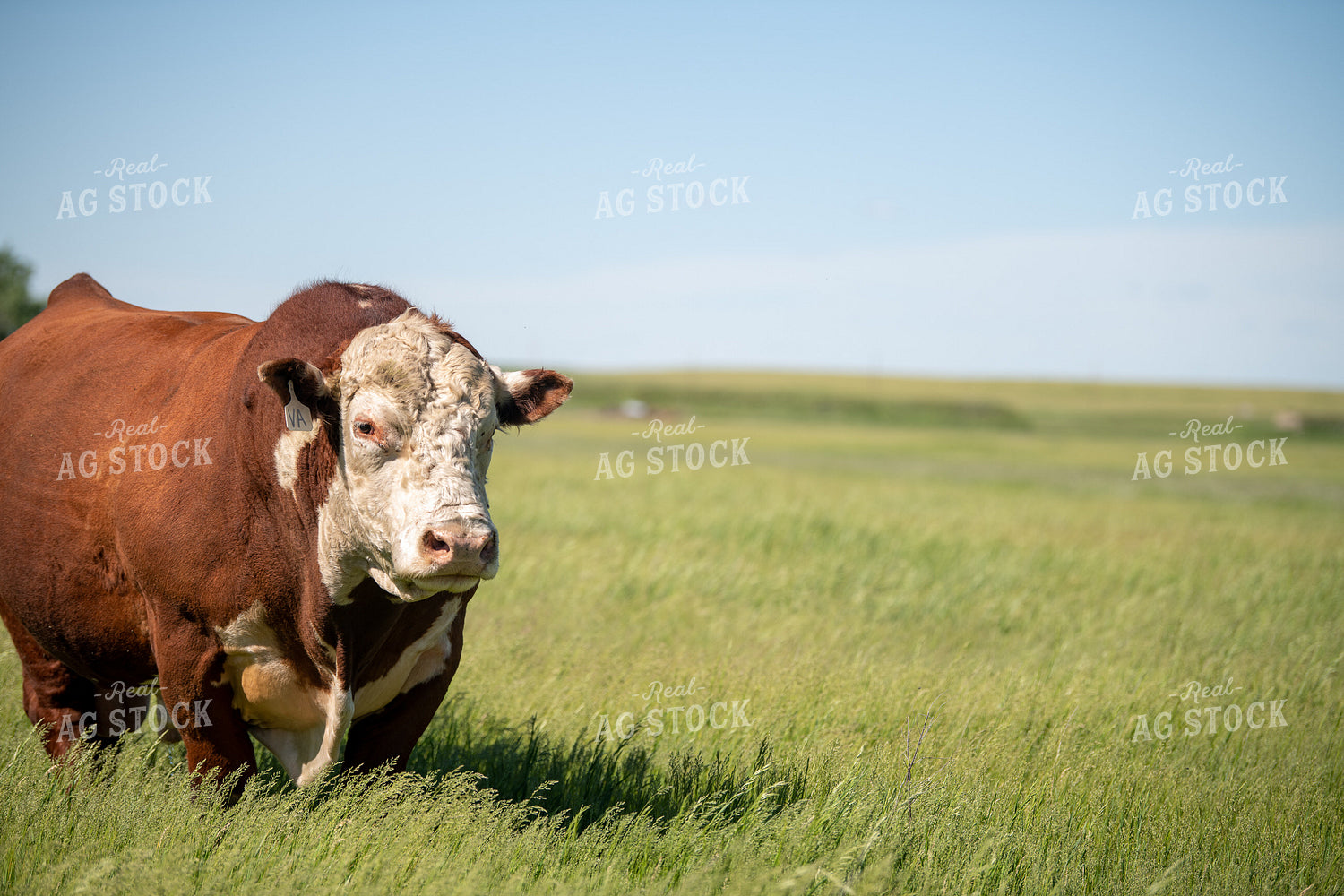 Hereford Bull on Pasture 212033