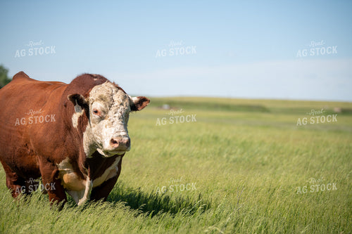 Hereford Bull on Pasture 212033