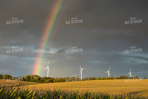 Rainbow Over Corn Field 145016