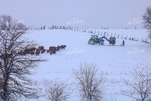 Feeding Cattle in the Snow 214026
