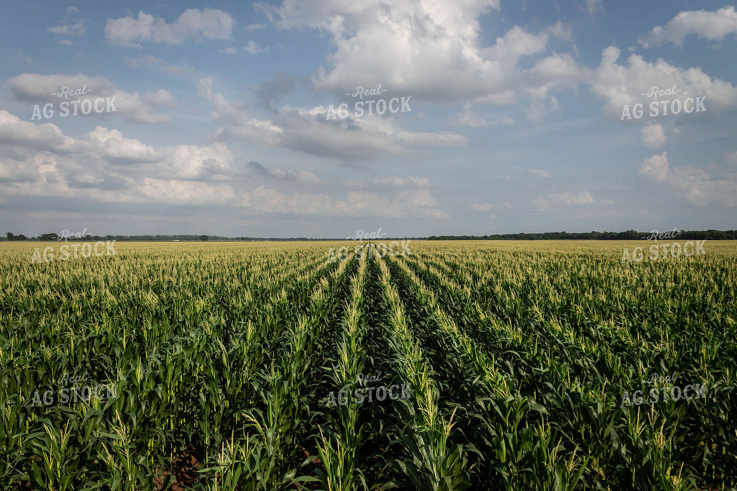 Corn Tassels 59045