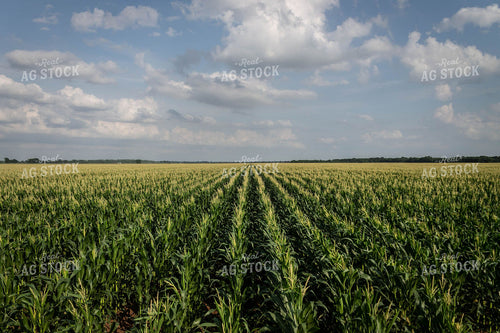 Corn Tassels 59045