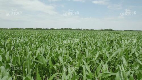 Aerial Over the Tops of Green Corn Plants 114040