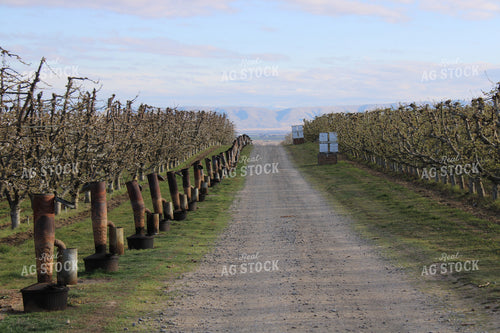 Road Through Apple Orchard on Trellis 198023